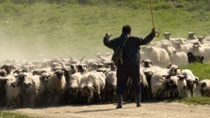 Hayvancılıkta Çalışma İzni Masada – Birlik Haber Ajansı