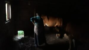 Karadeniz kadınının bitmeyen çilesi – Birlik Haber Ajansı