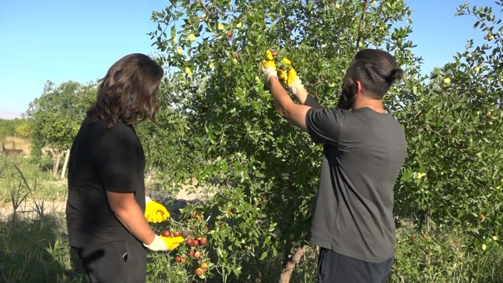Tek ağaçla başladı, 8 dönümde Hünnap üreticisi oldu – Birlik Haber Ajansı