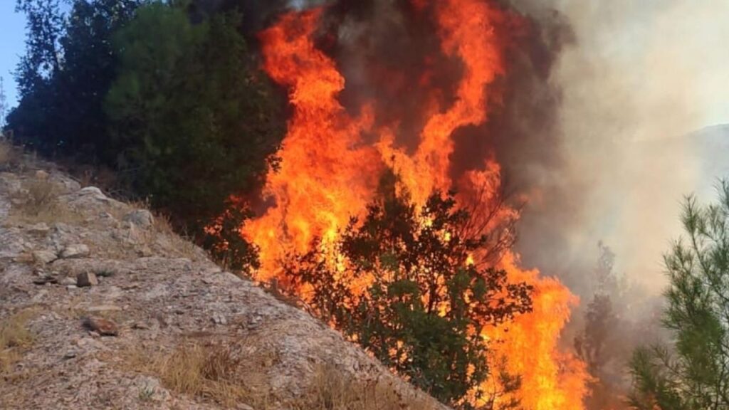 Balıkesir Sındırgı’da orman tangını: Ekipler seferber oldu – Birlik Haber Ajansı