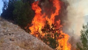 Balıkesir Sındırgı’da orman tangını: Ekipler seferber oldu – Birlik Haber Ajansı