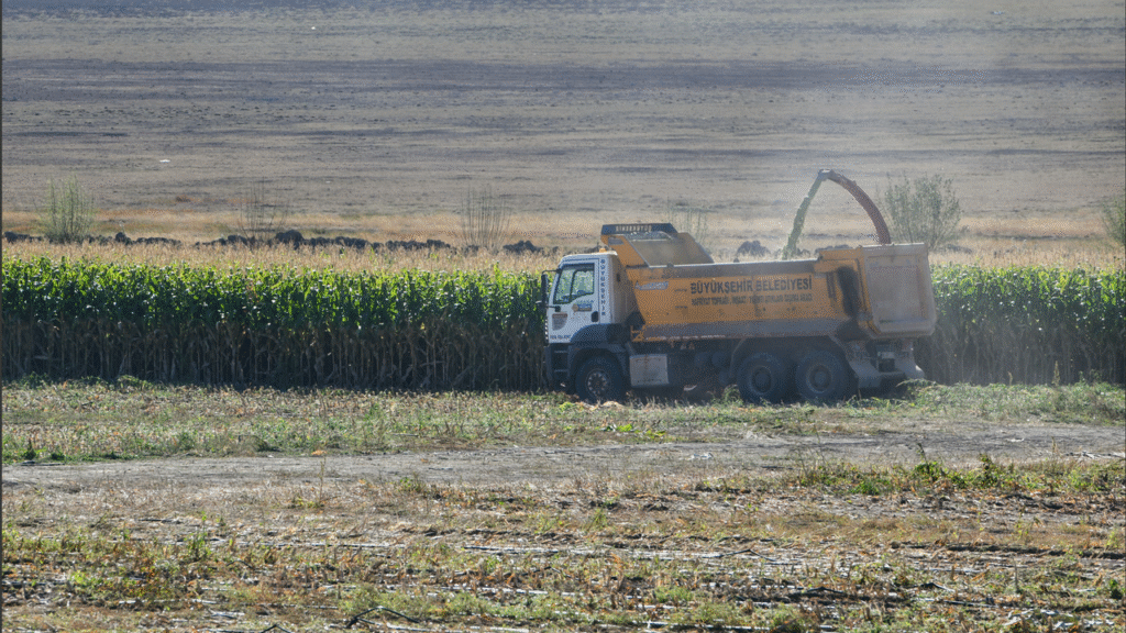 Bakap’ta silajlık mısır hasadı başladı – Birlik Haber Ajansı