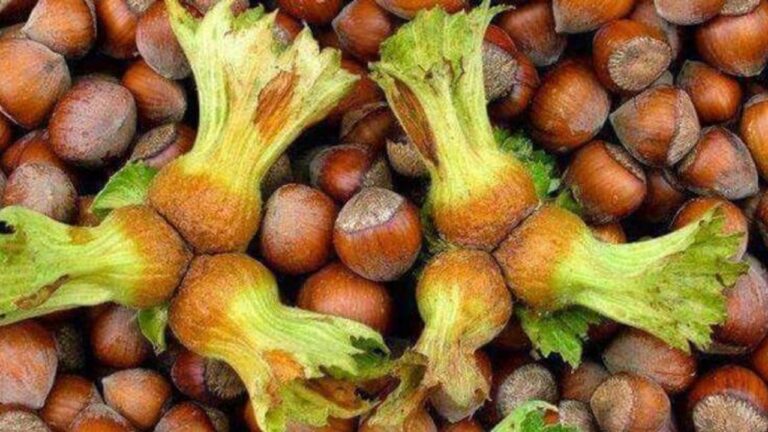 Fındık Fiyatı Psikolojik Eşiği Aştı – Birlik Haber Ajansı