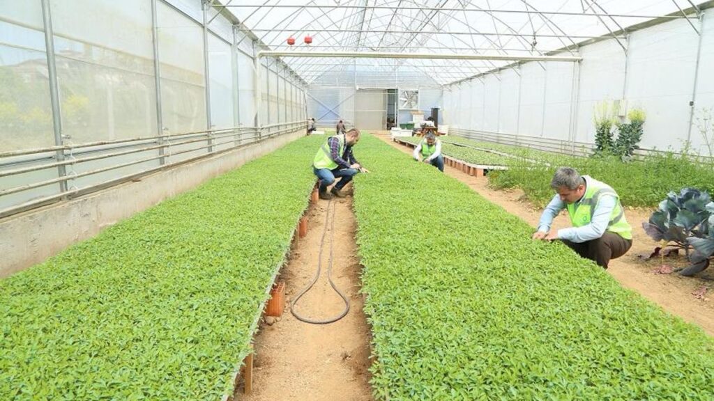 Ordu Büyükşehir desteklerle teşvik etti, vatandaş kendi sebzesini üretti – Birlik Haber Ajansı