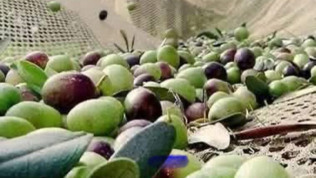 Zeytin dökülmelerine dikkat! – Birlik Haber Ajansı