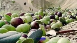 Zeytin dökülmelerine dikkat! – Birlik Haber Ajansı