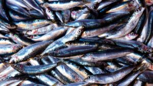 Karadeniz’de hamsi bereketi: Ordulu balıkçılar limana dolu ağlarla döndü – Birlik Haber Ajansı