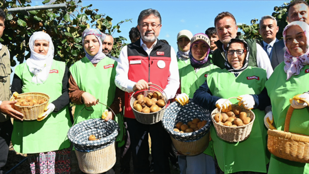 Bakan Yumaklı Kivi Hasadına Katıldı – Birlik Haber Ajansı