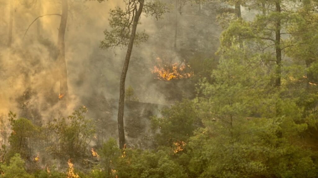 Çanakkale Ezine’de orman yangınına müdahale sürüyor – Birlik Haber Ajansı