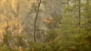 Çanakkale Ezine’de orman yangınına müdahale sürüyor – Birlik Haber Ajansı