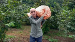 Fındık üreticisine kritik uyarı; İhtiyacınız yoksa satmayın – Birlik Haber Ajansı