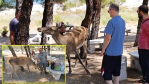 Salda Gölü’nde kızıl geyik sürprizi – Birlik Haber Ajansı