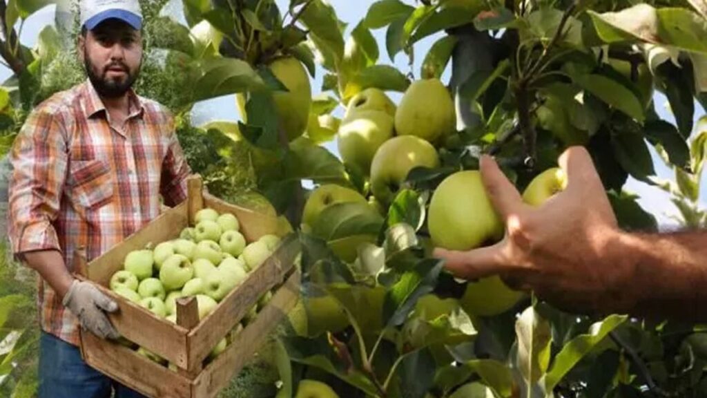 Isparta’da Elma hasadı başladı – Birlik Haber Ajansı