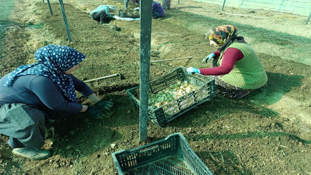 Sav’da beyaz zambak ve salep üretimi başladı – Birlik Haber Ajansı