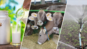 Tarımsal Destekleme Ödemeleri Hesaplara Yatmaya Başladı – Birlik Haber Ajansı