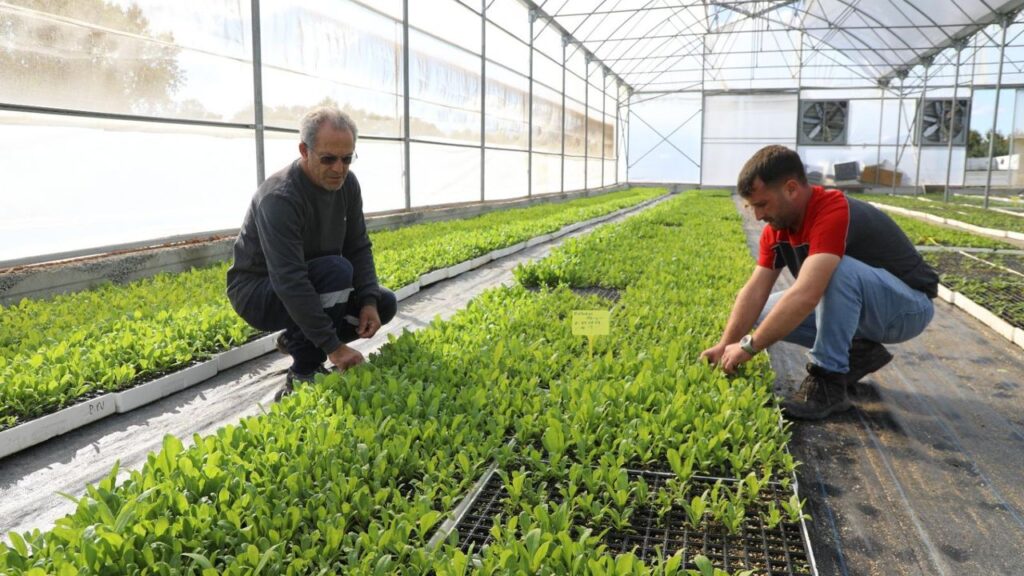 Kendi kendine yeten şehir: Ordu – Birlik Haber Ajansı