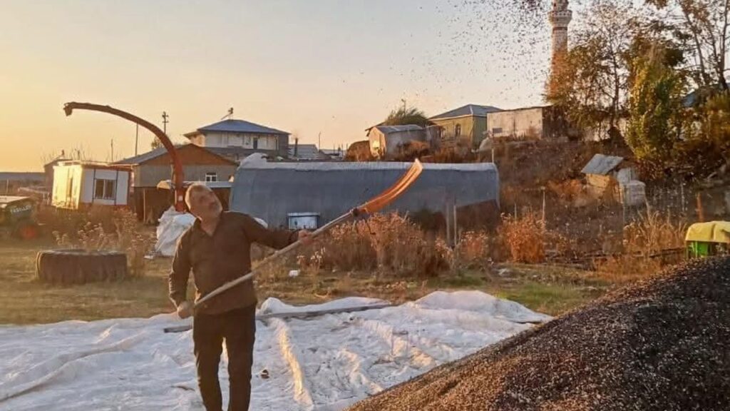 Kars’ta ayçiçeği hasadı başladı – Birlik Haber Ajansı