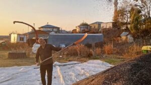 Kars’ta ayçiçeği hasadı başladı – Birlik Haber Ajansı