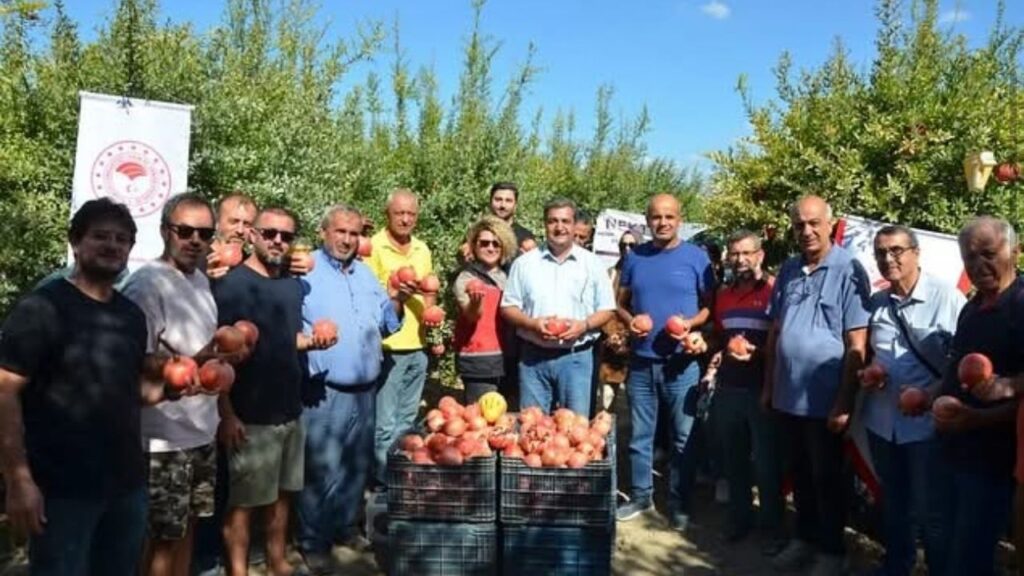 Antalya’da nar hasadı başladı