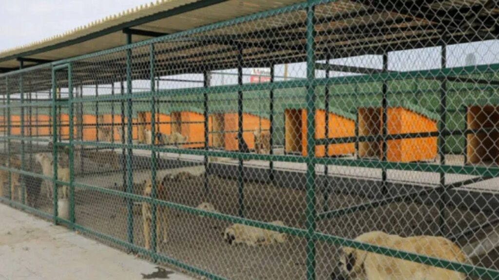 En modern hayvan barınağı Isparta’da – Birlik Haber Ajansı