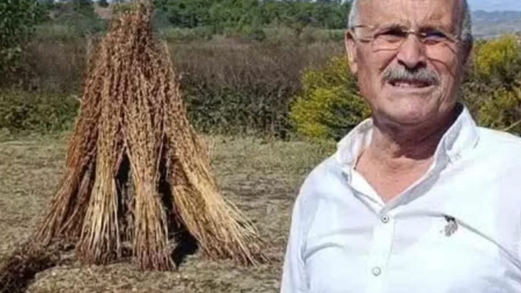 Manavgat’ta tarladan 100 kilo susam çalındı – Birlik Haber Ajansı