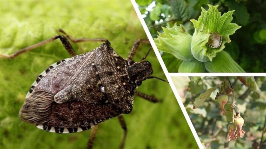 Giresun’da kahverengi kokarca ile kışlak seferberliği başladı – Birlik Haber Ajansı