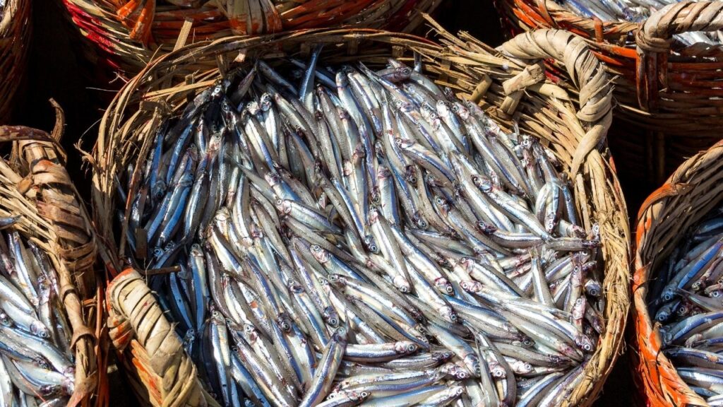 Karadeniz’de hamsi bereketi devam ediyor – Birlik Haber Ajansı