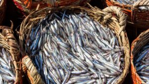 Karadeniz’de hamsi bereketi devam ediyor – Birlik Haber Ajansı