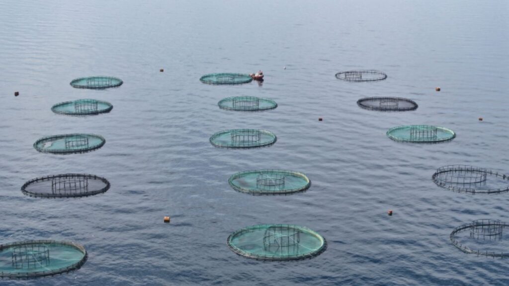 Karadeniz’den 31 ülkeye 278 milyon dolarlık su ürünü ihracatı – Birlik Haber Ajansı