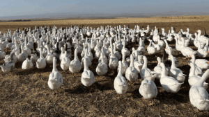 Kars’ta Kar yiyen kazlar kesime hazırlanıyor – Birlik Haber Ajansı