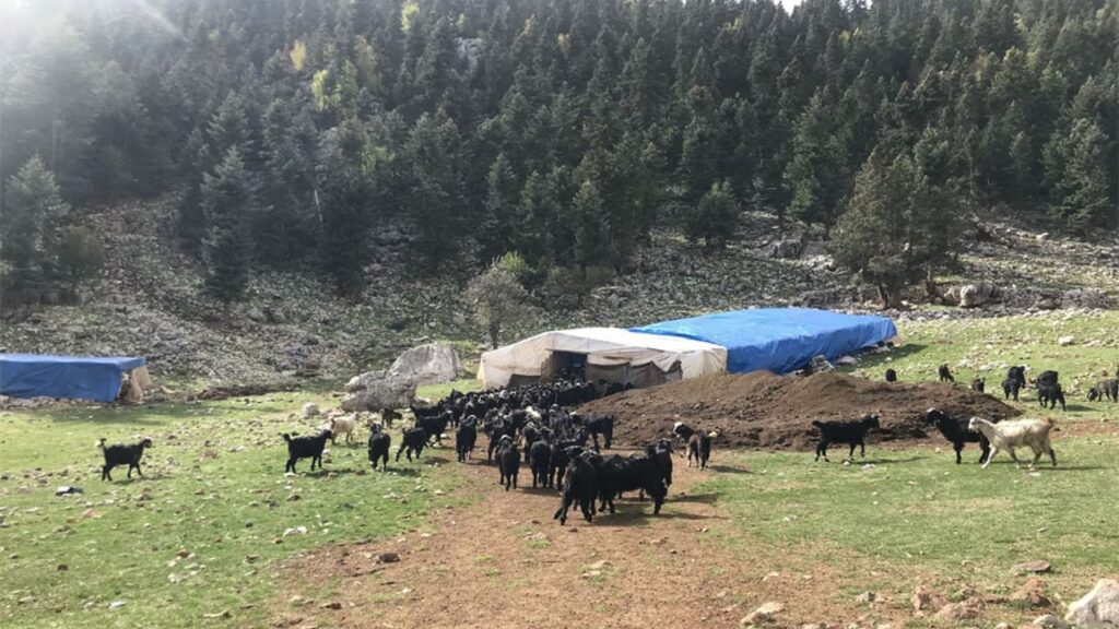 Havalar soğudu, yörüklerin dönüş yolculuğu başladı – Birlik Haber Ajansı