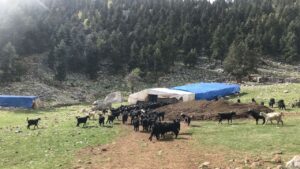 Havalar soğudu, yörüklerin dönüş yolculuğu başladı – Birlik Haber Ajansı