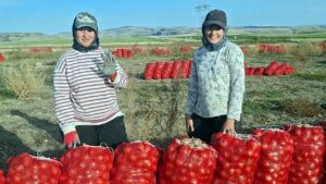 Beypazarı’nda soğan üreticisi tarlada 5 TL ile geçim derdinde – Birlik Haber Ajansı
