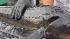 Rize Gastronomisi hedef büyüttü, dünyaya Mersin balığı ve havyar satacağız – Birlik Haber Ajansı