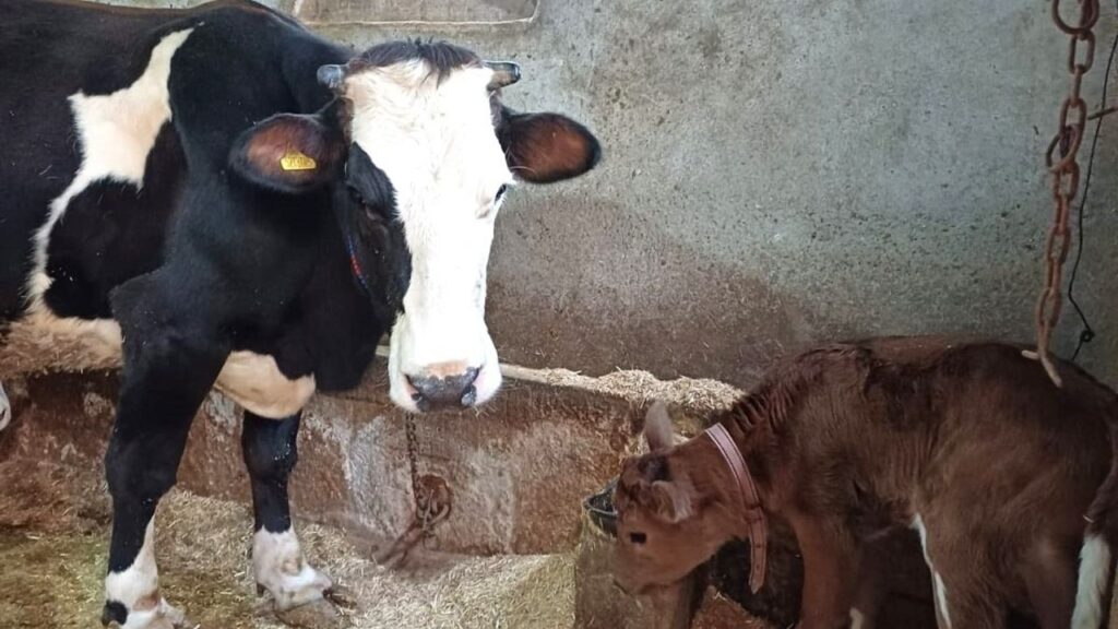 Aksaray Üniversitesi’nden genetik devrim: Süt alerjenini taşımayan buzağılar doğdu – Birlik Haber Ajansı