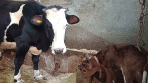 Aksaray Üniversitesi’nden genetik devrim: Süt alerjenini taşımayan buzağılar doğdu – Birlik Haber Ajansı