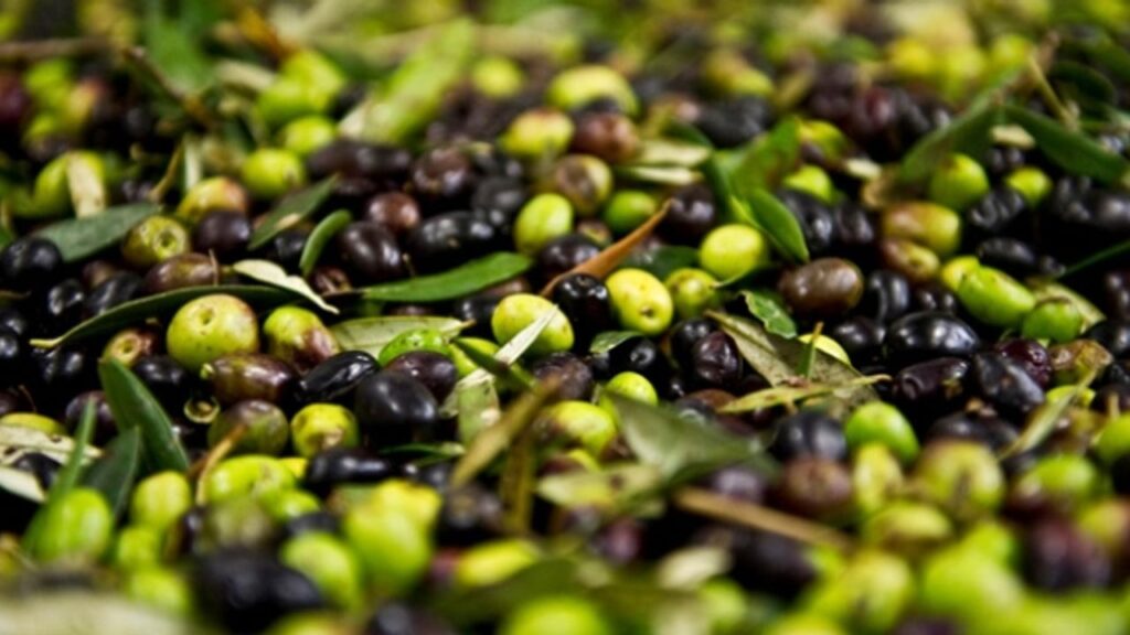 Artvin’de, 2025-2026 zeytin sezonu fiyatları açıklandı – Birlik Haber Ajansı