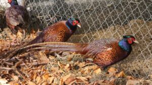 Osmanlı mutfağının gözdesi Sülün, Amasya Üniversitesi’nde üretildi – Birlik Haber Ajansı