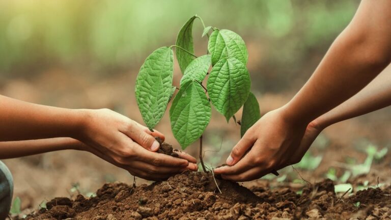 11 Kasım’da Türkiye’den fidan ve katılım rekoru – Birlik Haber Ajansı