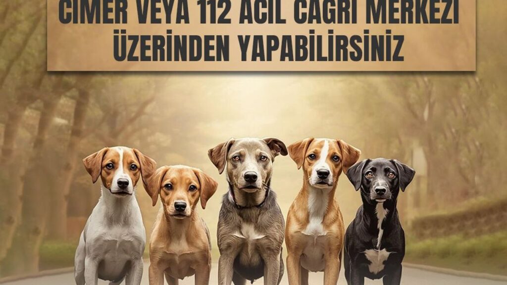 Kars Valiliği’nden sahipsiz hayvanlar için önemli duyuru – Birlik Haber Ajansı