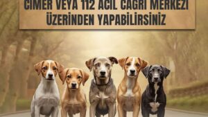 Kars Valiliği’nden sahipsiz hayvanlar için önemli duyuru – Birlik Haber Ajansı