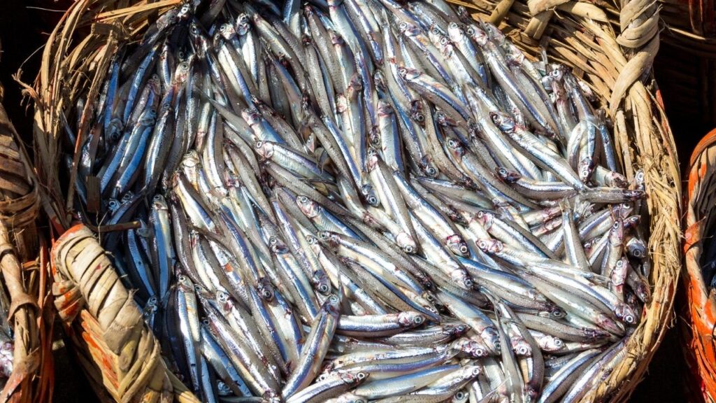 Doğu Karadeniz’den 10 ayda 29 ülkeye su ürünü ihracatı – Birlik Haber Ajansı