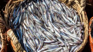 Doğu Karadeniz’den 10 ayda 29 ülkeye su ürünü ihracatı – Birlik Haber Ajansı