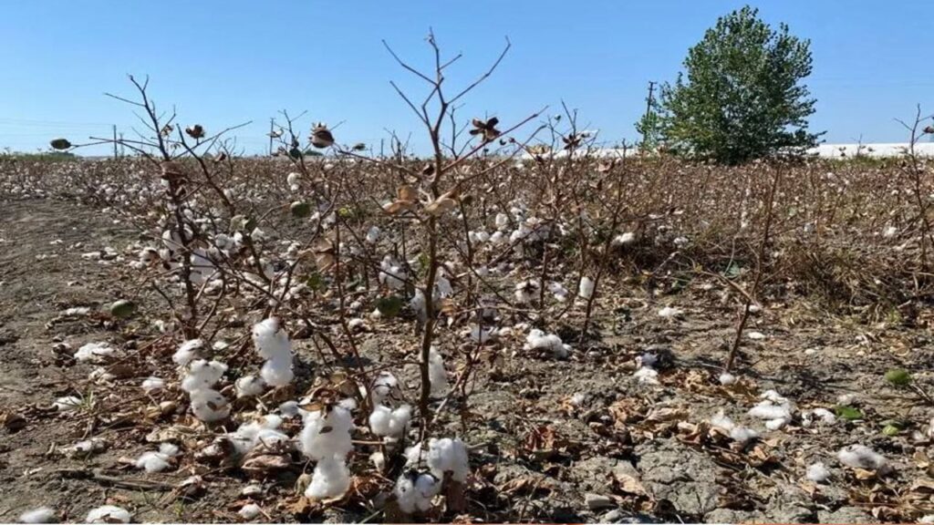 Antalya’da pamuk tarlalarında büyük kayıp – Birlik Haber Ajansı