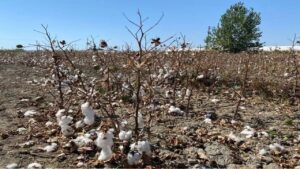 Antalya’da pamuk tarlalarında büyük kayıp – Birlik Haber Ajansı