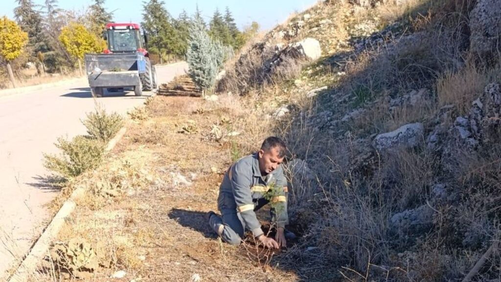 Senirkent’te yeşil dönüşüm: Fidanlar ilçeye can ve renk katıyor – Birlik Haber Ajansı