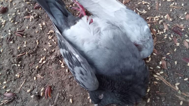 Küçük Lara’nın dikkati, yaralı güvercini hayata bağladı – Birlik Haber Ajansı