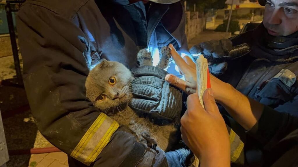 Yangında anne, oğlu ve kedisi yaralandı – Birlik Haber Ajansı