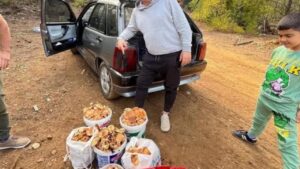 Babasının anısına mantar toplayıp mahalleliye dağıtıyor – Birlik Haber Ajansı