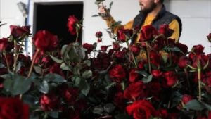 Elmalı Yaylası’nda Gül serasıyla tarımda yeni dönem – Birlik Haber Ajansı